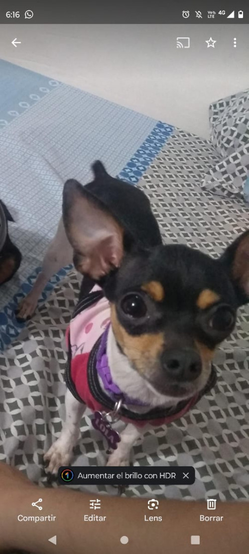 Lola