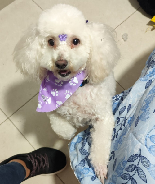 Layla
