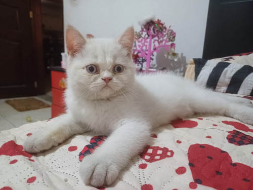Copito