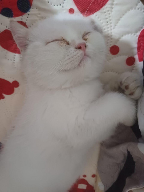 Copito