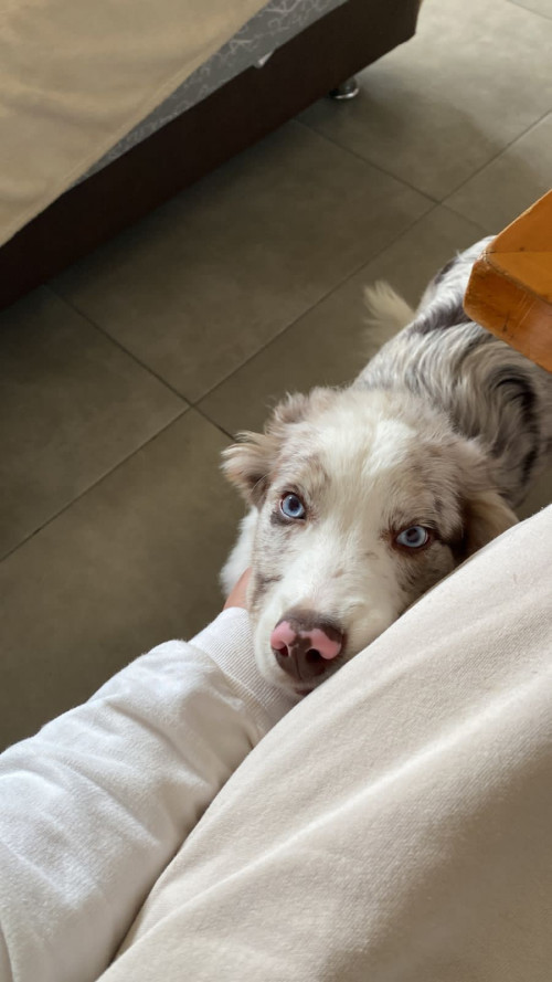 Bruno