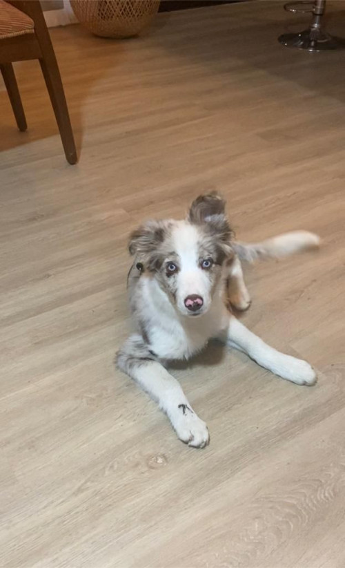 Bruno