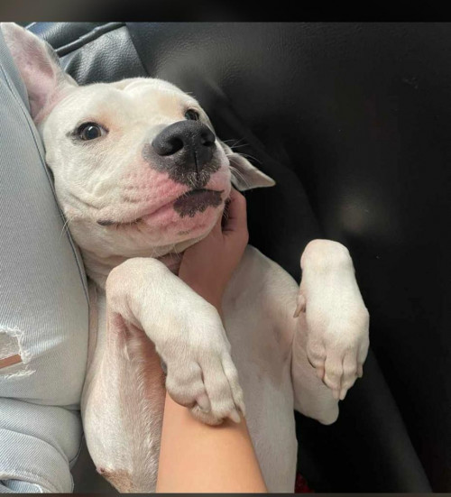 Chloe