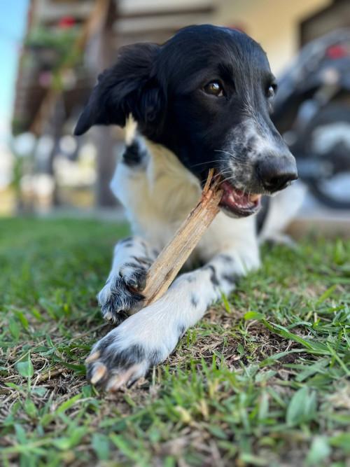 Crispeta