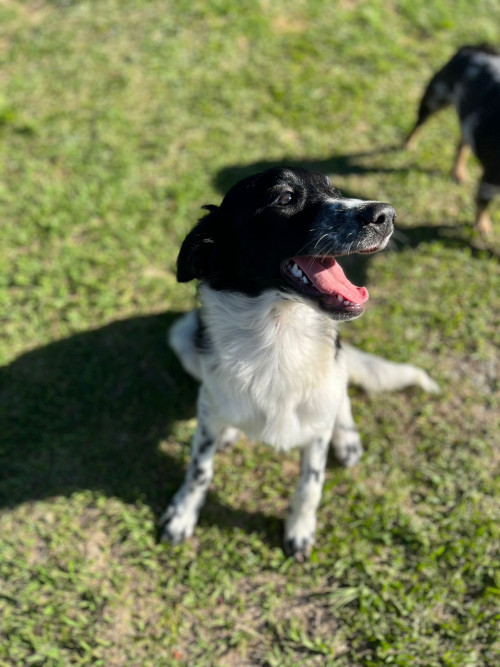 Crispeta