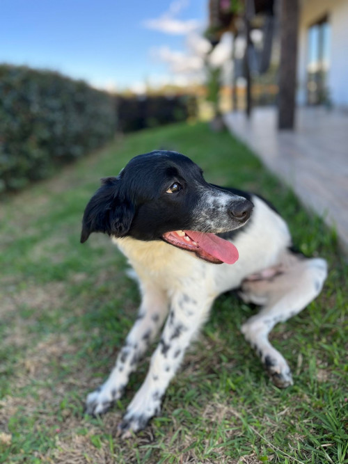 Crispeta