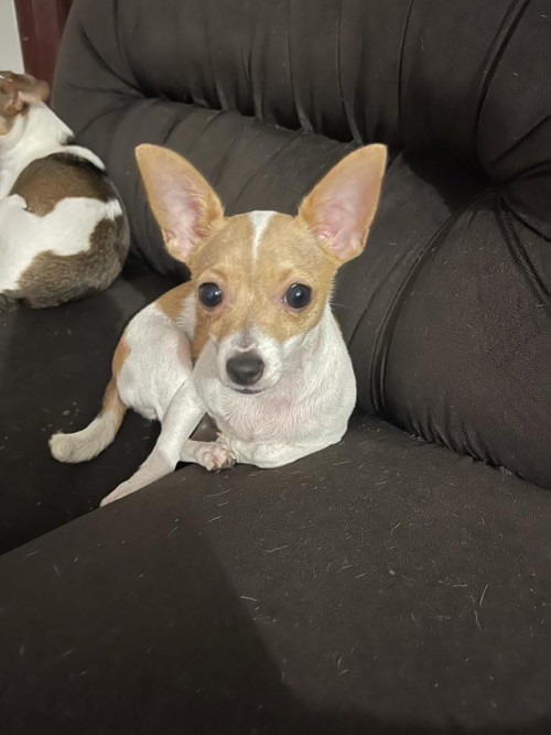 Milo