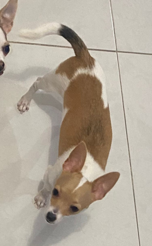 Milo