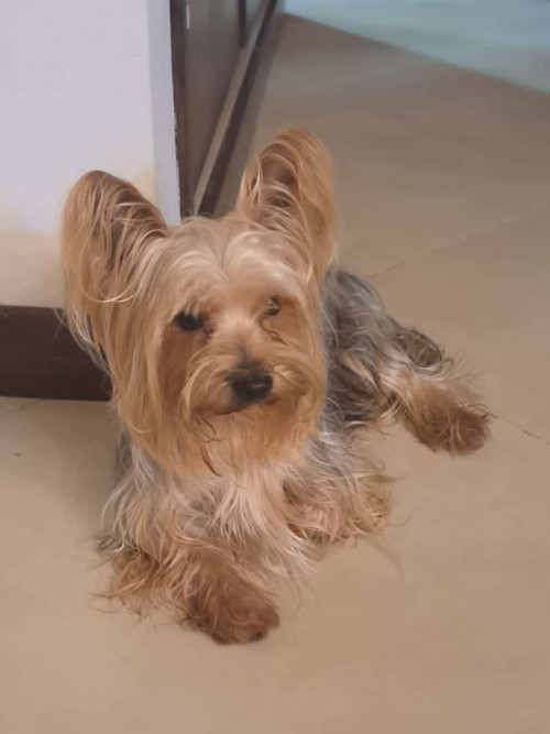 Petter