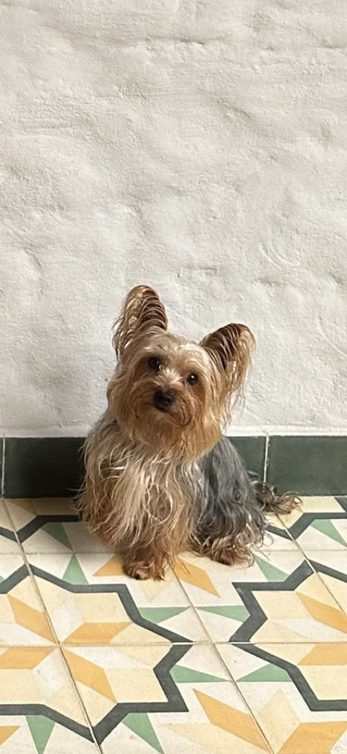 Petter