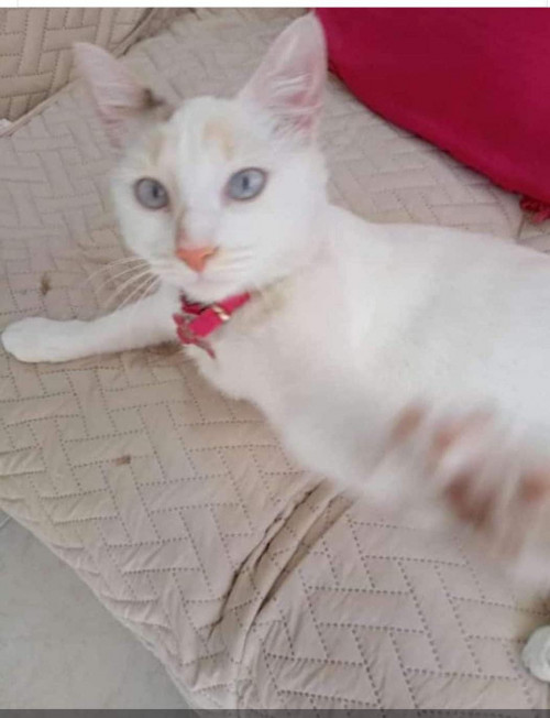 Mia