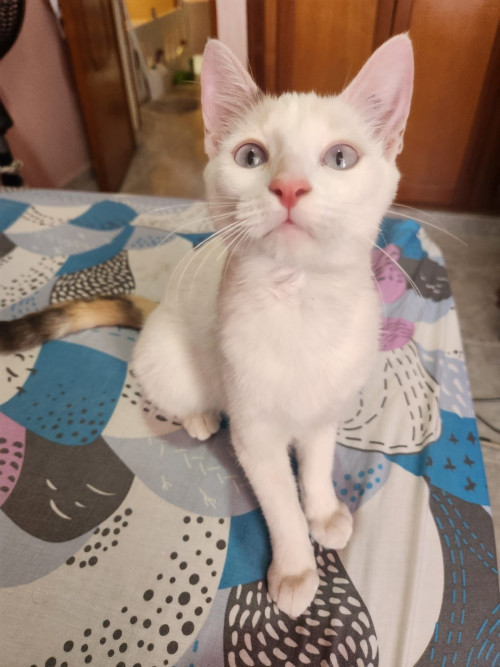 Mia