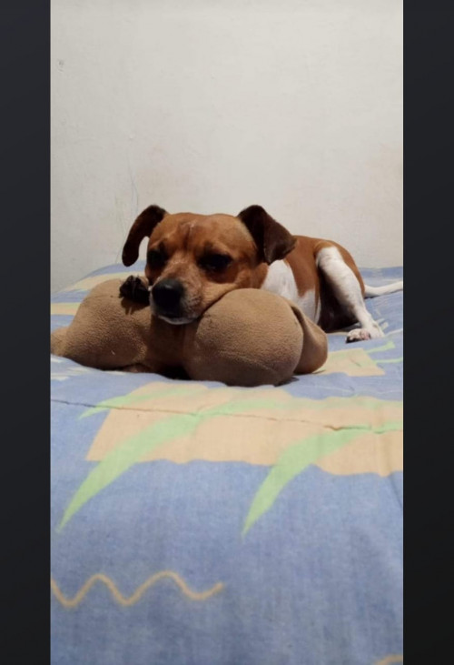 Bruno