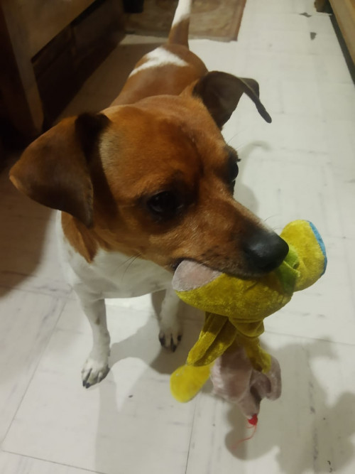Bruno