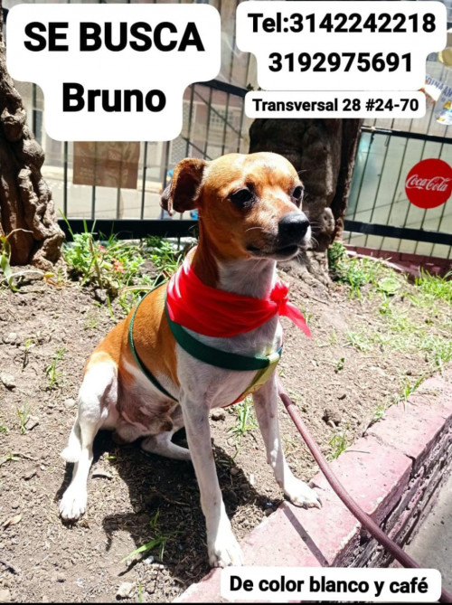Bruno