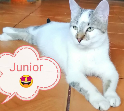 Junior