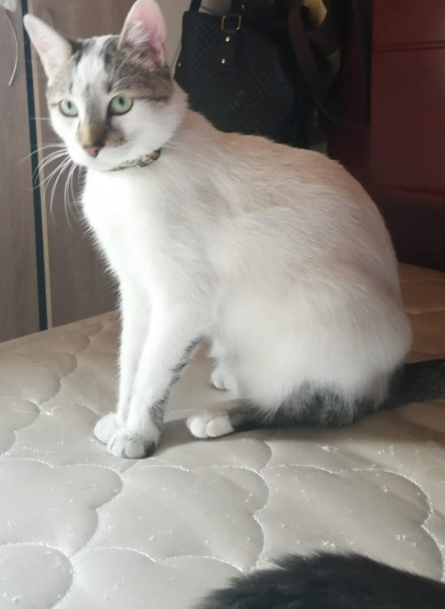 Junior