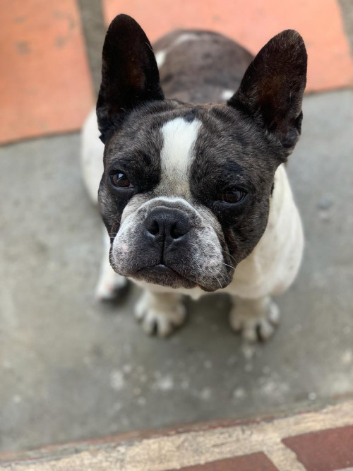 Oddie