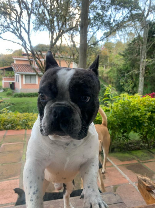 Oddie