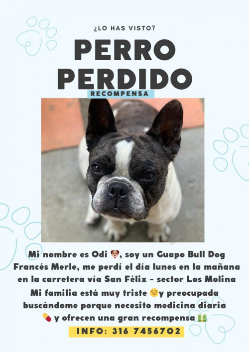 Oddie