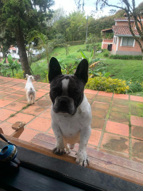 Oddie