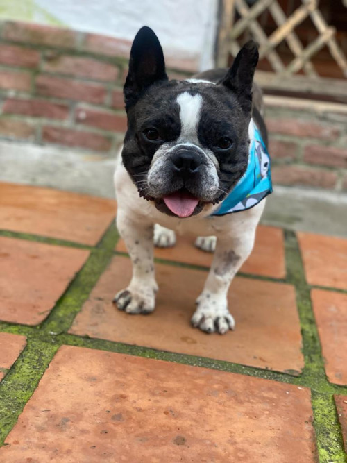 Oddie