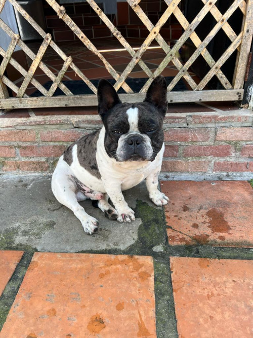 Oddie
