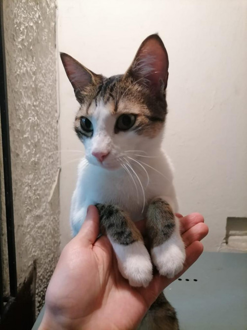 Simba
