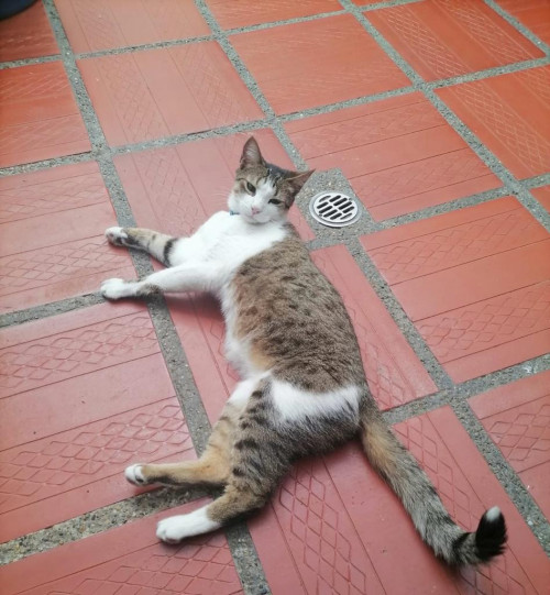 Simba
