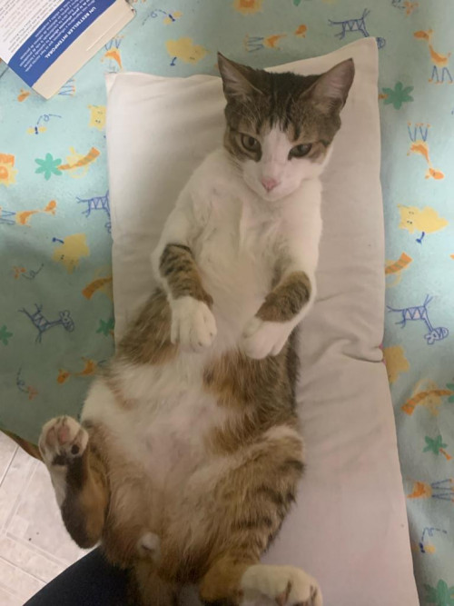 Simba
