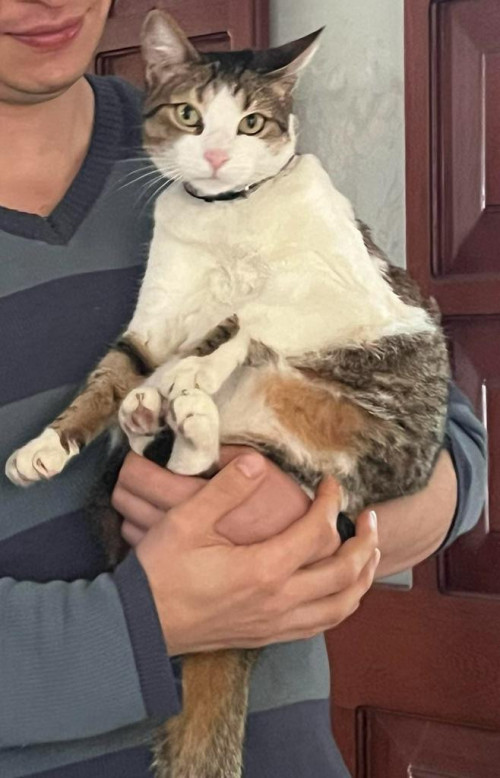 Simba
