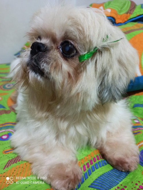 Princesa