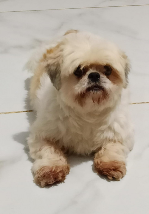 Princesa