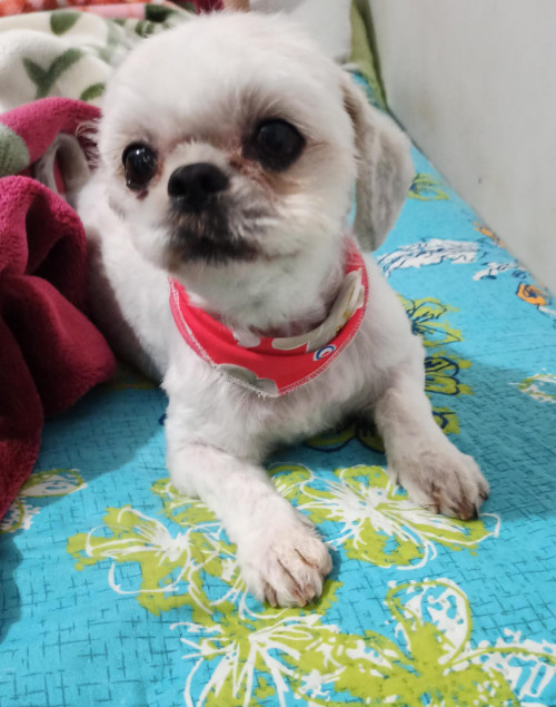 Princesa