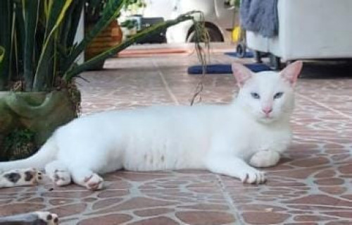 Bruno Y Chimuelo