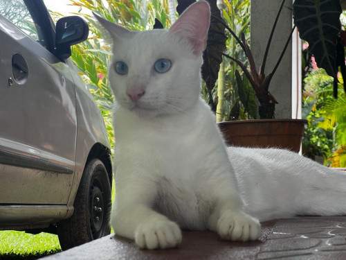 Bruno Y Chimuelo