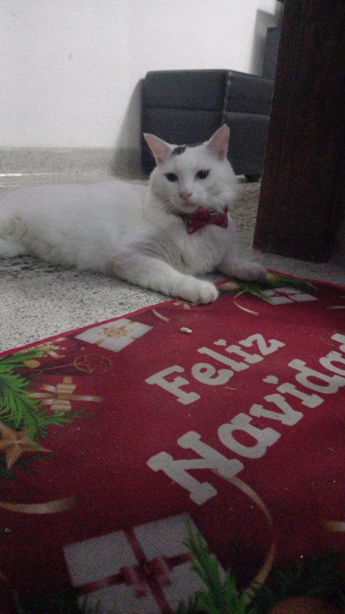 Odin José