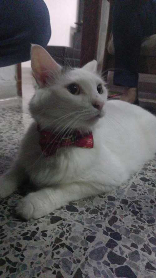 Odin José