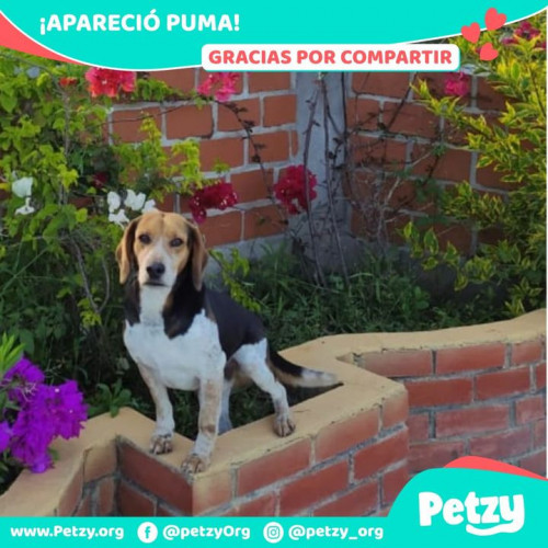 Foto de mascota Puma