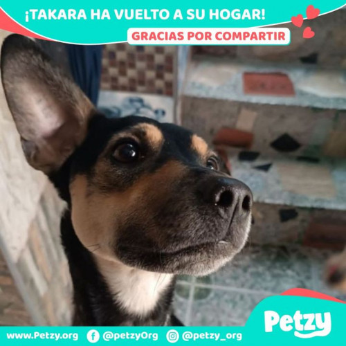 Foto de mascota Takara