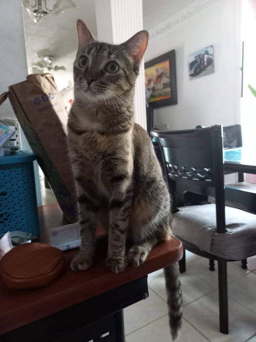 Linda