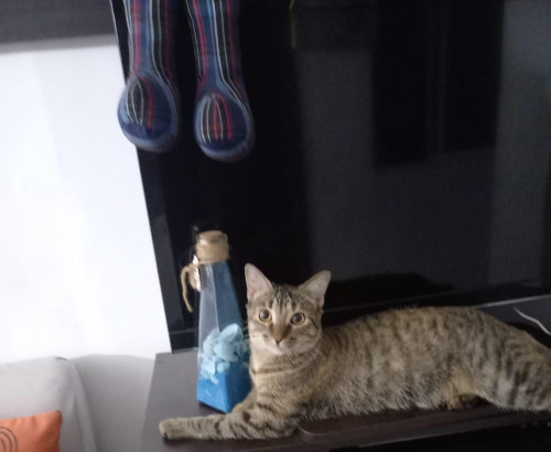 Linda