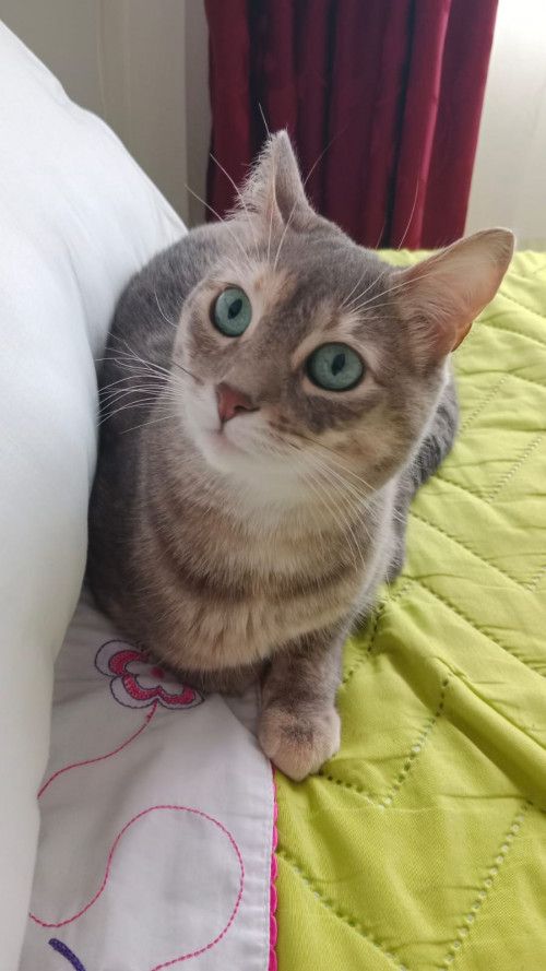 Azul
