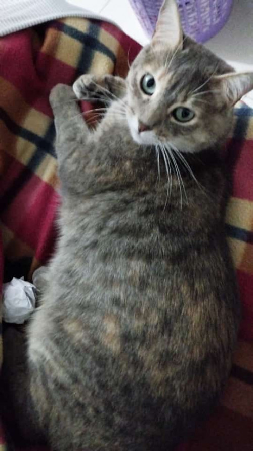 Azul