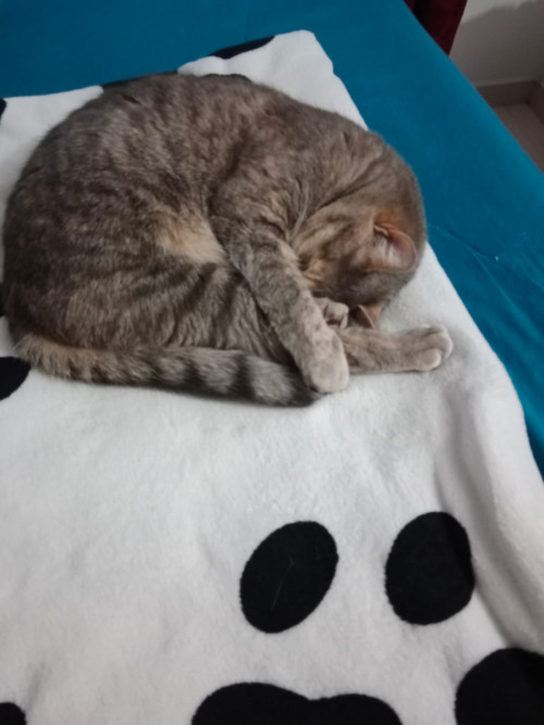 Azul