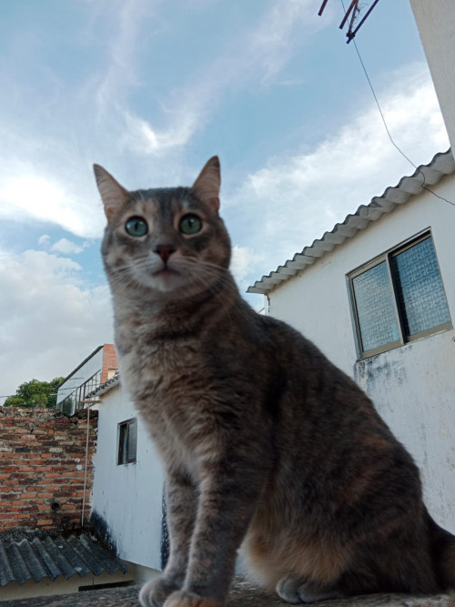 Azul