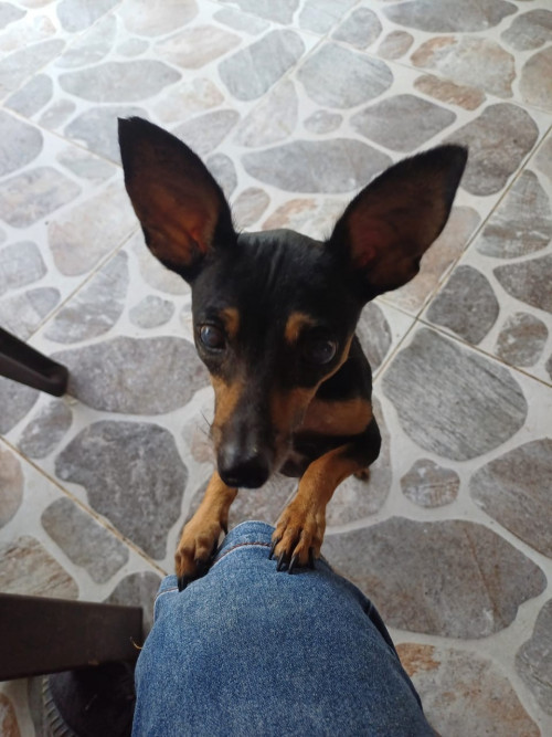 Dogui