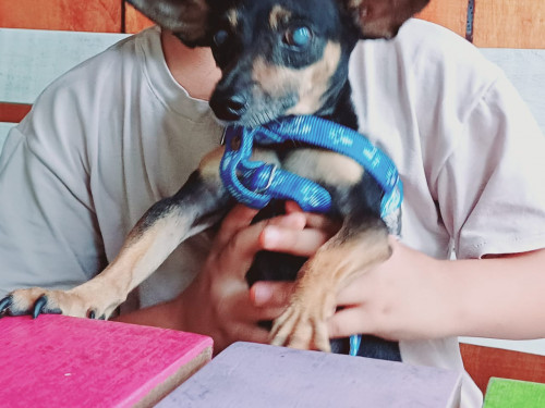 Dogui