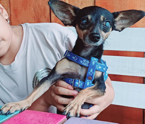 Dogui
