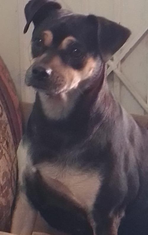 Negra